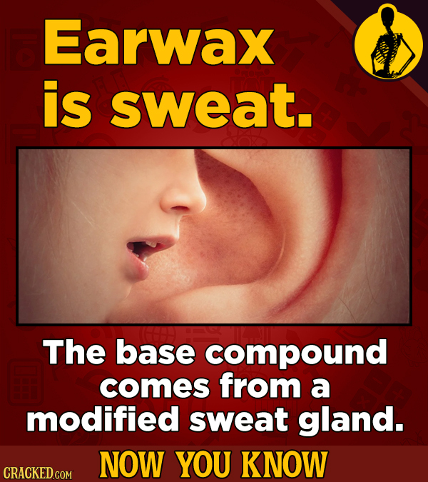 Earwax is sweat. The base compound comes from a modified sweat gland. NOW YOU KNOW CRACKED COM