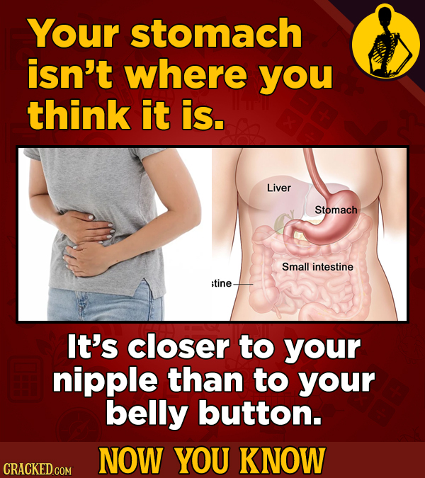 Your stomach isn't where you think it is. Liver Stomach Small intestine itine It's closer to your nipple than to your belly button. NOW YOU KNOW CRACK