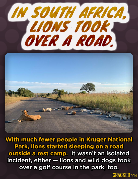 IN SOUTH AFRICA, LIONS TOOK OVER A ROAD. With much fewer people in Kruger National Park, lions started sleeping on a road outside a rest camp. It wasn