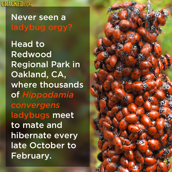 CRACKED COM Never seen a ladybug orgy? Head to Redwood Regional Park in Oakland, CA, where thousands of Hippodamia convergens ladybugs meet to mate an