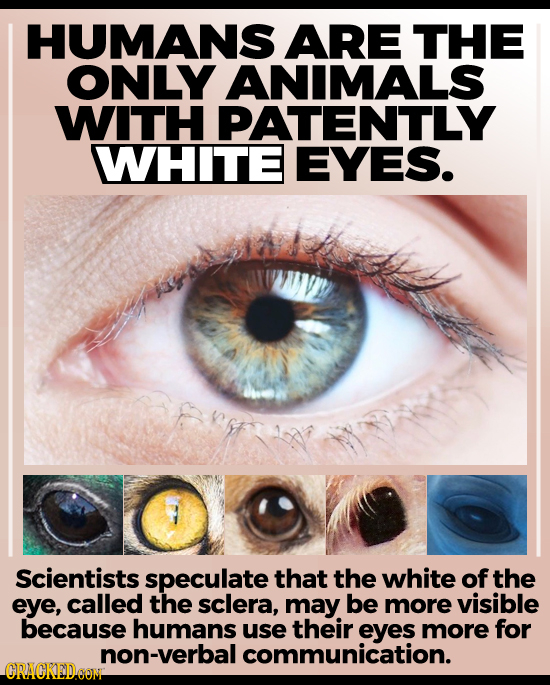 HUMANS ARE THE ONLY ANIMALS WITH PATENTLY WHITE EYES. Scientists speculate that the white of the eye, called the sclera, may be more visible because h