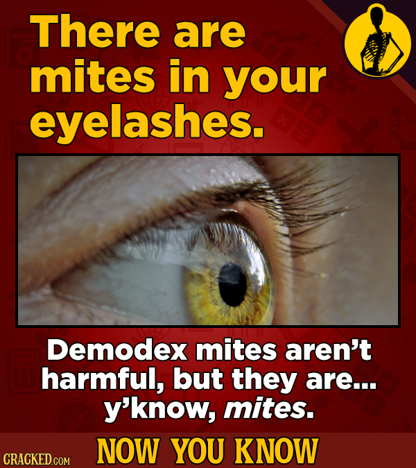 There are mites in your eyelashes. Demodex mites aren't harmful, but they are... y'know, mites. NOW YOU KNOW CRACKED COM