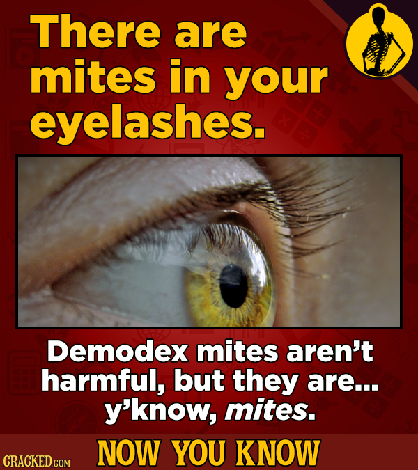 There are mites in your eyelashes. Demodex mites aren't harmful, but they are... y'know, mites. NOW YOU KNOW CRACKED COM 