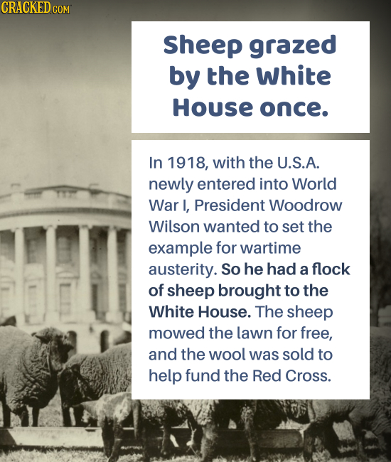 CRACKED COM Sheep grazed by the white House once. In 1918, with the U.S.A. newly entered into World War I, President Woodrow Wilson wanted to set the