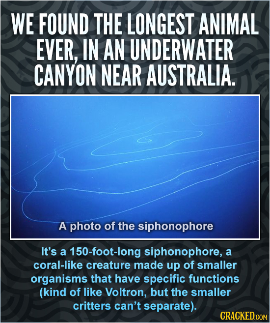 WE FOUND THE LONGEST ANIMAL EVER, IN AN UNDERWATER CANYON NEAR AUSTRALIA. A photo of the siphonophore It's a 150-foot-long siphonophore, a coral-like