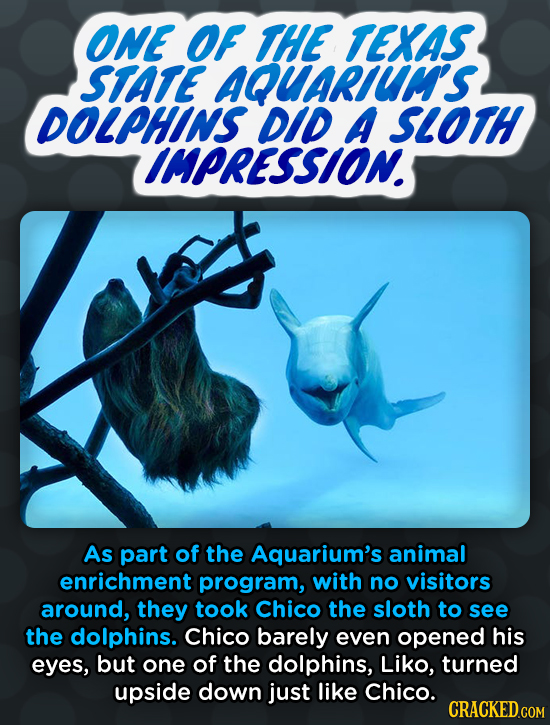 ONE OF THE TEKAS STATE AQUARLUuM'S DOLPHINS DID A SLOTH CIMPRESSION. As part of the Aquarium's animal enrichment program, with no visitors around, the