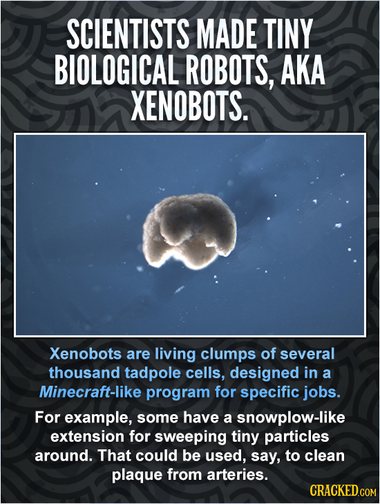 SCIENTISTS MADE TINY BIOLOGICAL ROBOTS, AKA XENOBOTS. Xenobots are living clumps of several thousand tadpole cells, designed in a Minecraft- program f