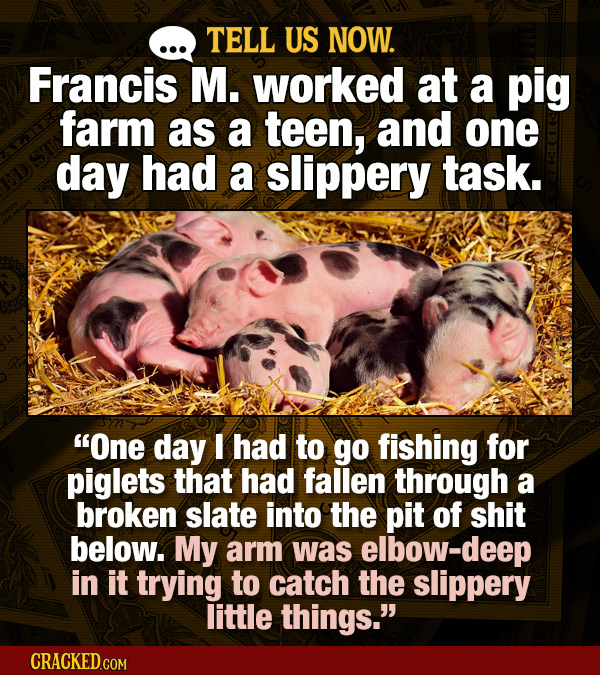 TELL US NOW. Francis M. worked at a pig farm as a teen, and one day had a slippery task. One day I had to go fishing for piglets that had fallen thro
