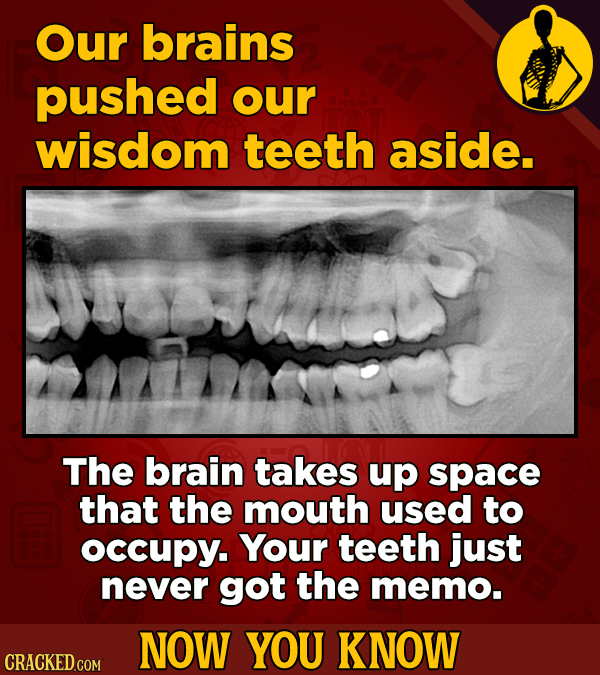 Our brains pushed our wisdom teeth aside. The brain takes up space that the mouth used to occupY. Your teeth just never got the memo. NOW YOU KNOW CRA