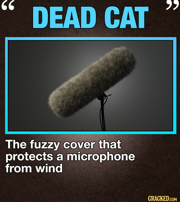 DEAD CAT The fuzzy cover that protects a microphone from wind CRACKED.COM