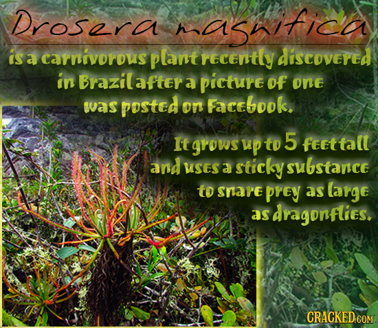 Drosara asficer is a carnivorous plant recently discovered in Brazil after a picture of One was posted on Facebook. It grows up to 5 feettall and SeS 