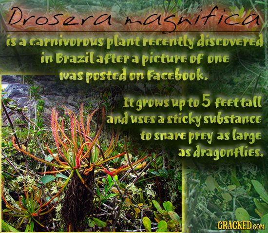 Drosara asficer is a carnivorous plant recently discovered in Brazil after a picture of One was posted on Facebook. It grows up to 5 feettall and SeS