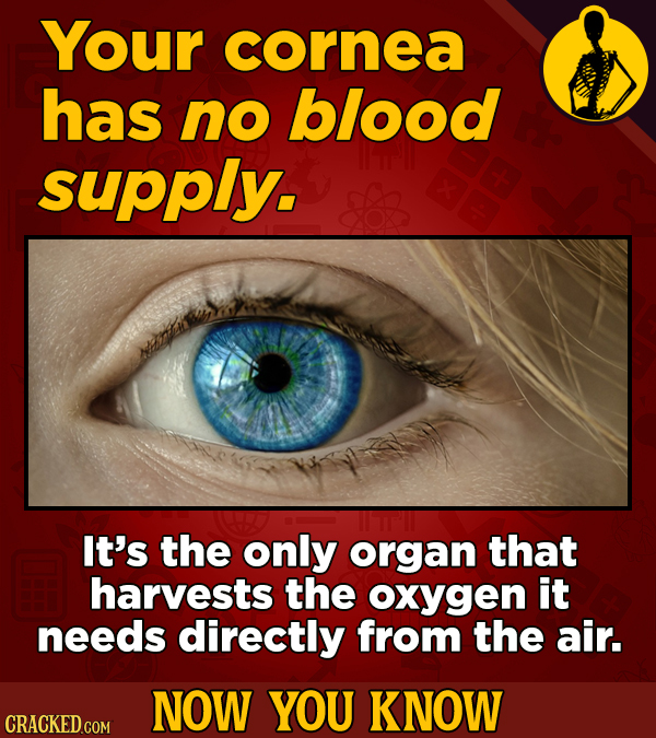 Your cornea has no blood supply. It's the only organ that harvests the oxygen it needs directly from the air. NOW YOU KNOW CRACKED COM