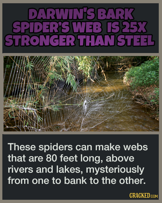 19 Animal Abilities That Will Make You Feel Inferior