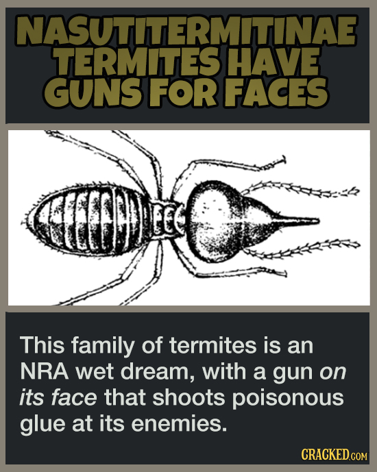 19 Animal Abilities That Will Make You Feel Inferior