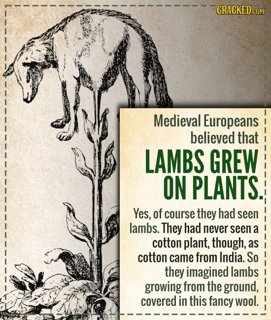 Medieval Europeans believed that LAMBS GREW ON PLANTS. Yes, of course they had seen lambs. They had never seen a cotton plant, though, as co