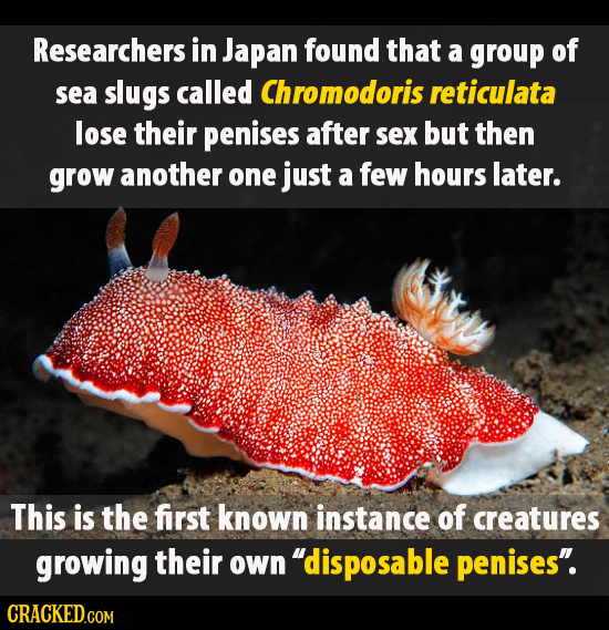 Researchers in Japan found that a group of sea slugs called Chromodoris reticulata lose their penises after sex but then grow another one just a few h