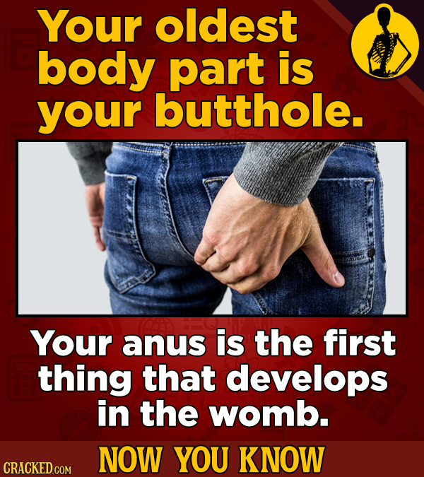 Your oldest body part is your butthole. Your anus is the first thing that develops in the womb. NOW YOU KNOW CRACKED COM 