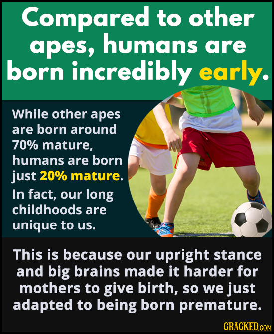 Compared to other apes, humans are born incredibly early. While other apes are born around 70% mature, humans are born just 20% mature. In fact, our l