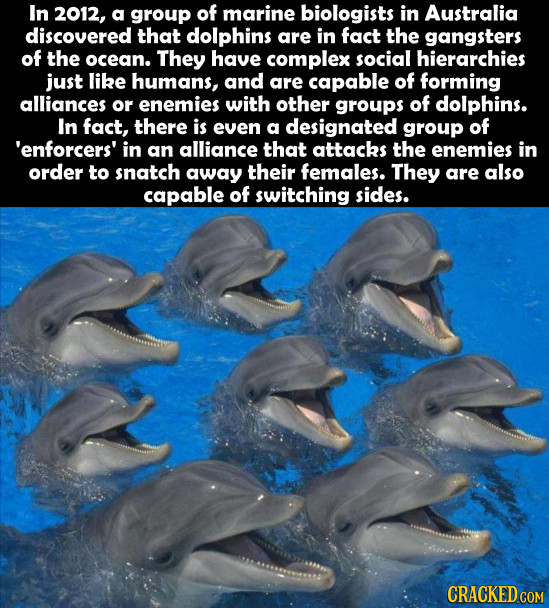 In 2012, a group of marine biologists in Australia discovered that dolphins are in fact the gangsters of the ocean. They have complex social hierarchi