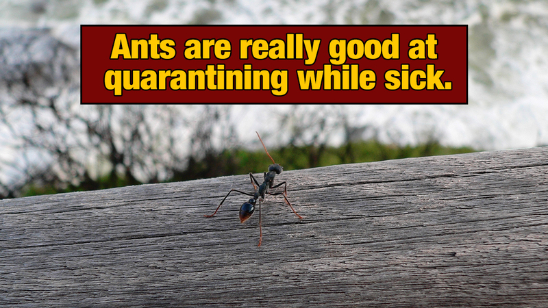 19 Animal Abilities That Will Make You Feel Inferior