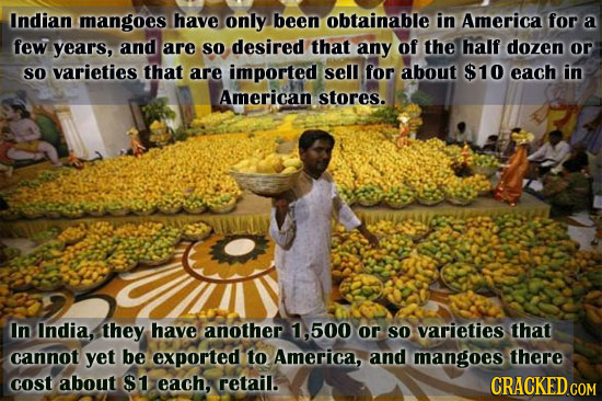 Indian mangoes have only been obtainable in America for a few years, and are SO desired that any of the half dozen or So varieties that are imported s