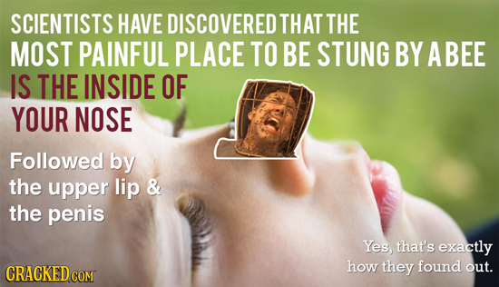 SCIENTISTS HAVE DISCOVERED THAT THE MOST PAINFUL PLACE TO BE STUNG BY A BEE IS THE INSIDE OF YOUR NOSE Followed by the upper lip & the penis Yes, that