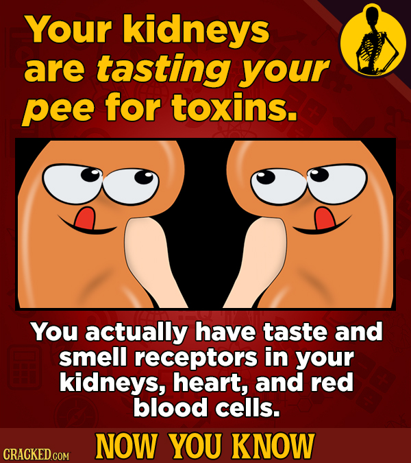 Your kidneys are tasting your pee for toxins. You actually have taste and smell receptors in yOur kidneys, heart, and red blood cells. NOW YOU KNOW CR