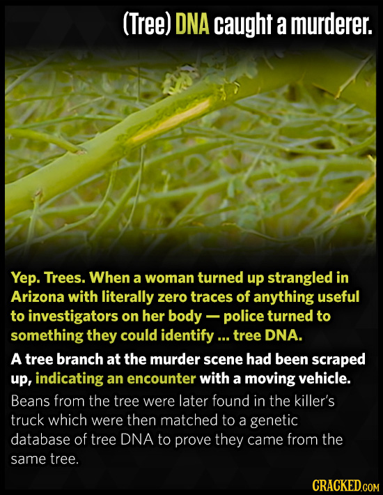 (Tree) DNA caught a murderer. Yep. Trees. When a woman turned up strangled in Arizona with literally zero traces of anything useful to investigators o