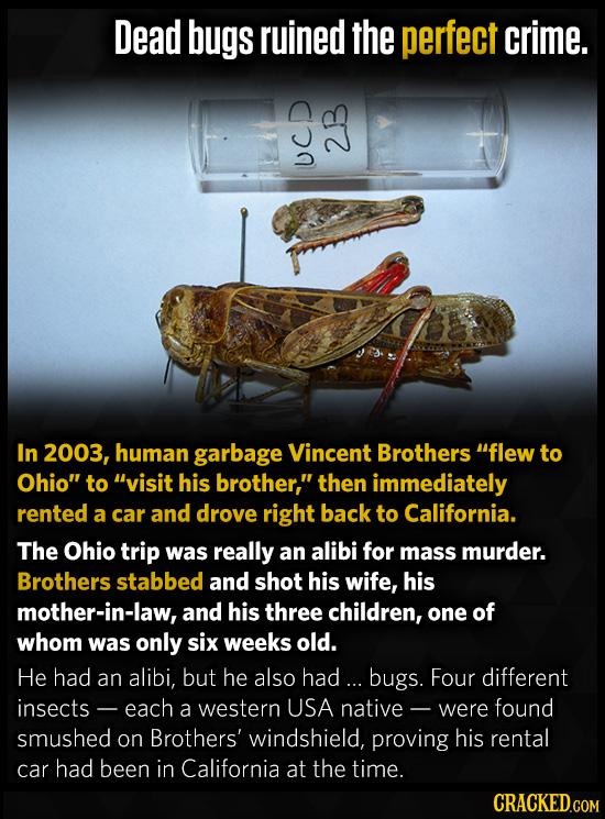 Dead bugs ruined the perfect crime. 2B U In 2003, human garbage Vincent Brothers flew to Ohio to visit his brother, then immediately rented a car
