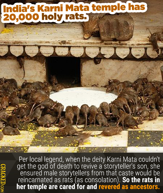 India's Karni Mata temple has 20.000 holy rats. Per local legend, when the deity Karni Mata couldn't get the god of death to revive a storyteller's so