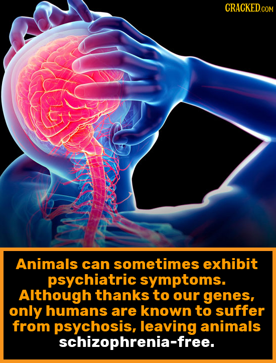 CRACKEDCOR Animals can sometimes exhibit psychiatric symptoms. Although thanks to our genes, only humans are known to suffer from animals schizophleav
