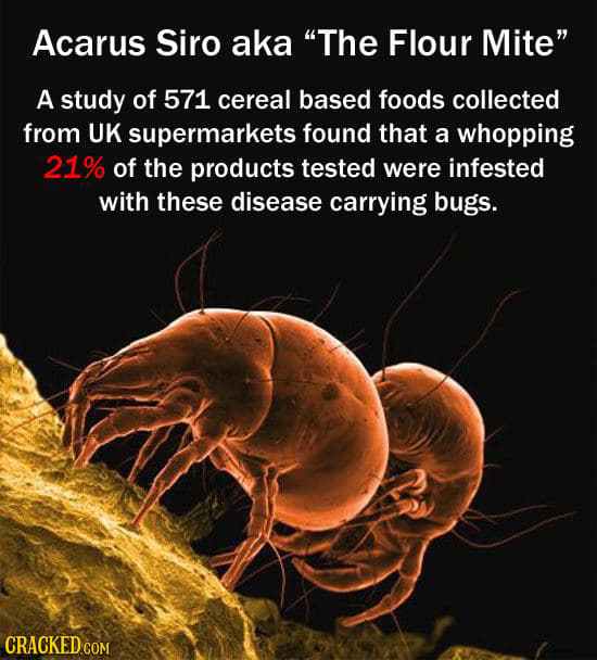 Acarus Siro aka The Flour Mite A study of 571 cereal based foods collected from UK supermarkets found that a whopping 21% of the products tested wer