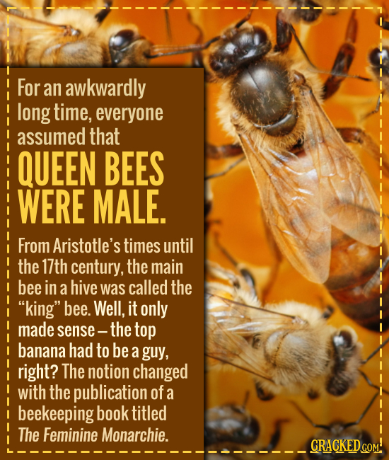 For an awkwardly long time, everyone assumed that QUEEN BEES WERE MALE. From Aristotle's times until the 17th century, the main bee in a hive was call