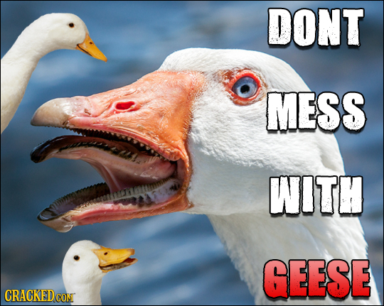 DONT MESS WITH GEESE CRACKED 