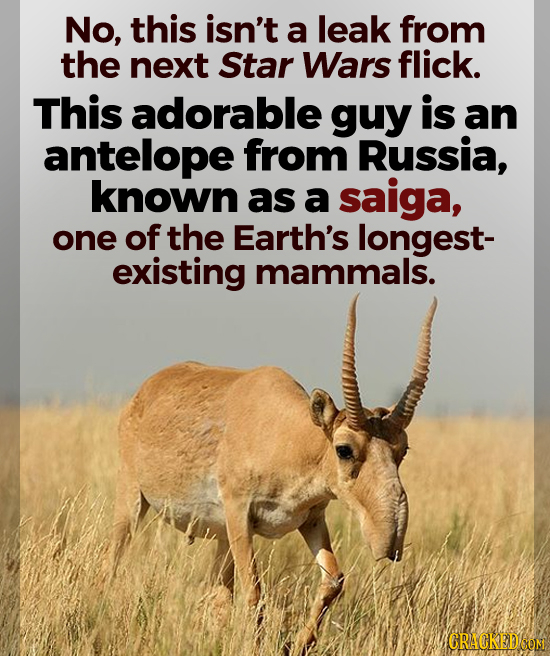 No, this isn't a leak from the next Star Wars flick. This adorable guy is an antelope from Russia, known as a saiga, one of the Earth's longest- exist