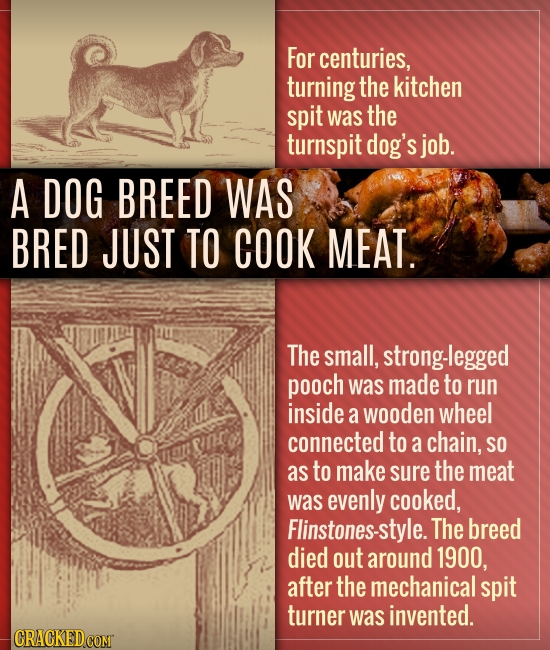 For centuries, turning the kitchen spit was the turnspit dog's job. A DOG BREED WAS BRED JUST TO COOK MEAT. The small, strong-legged pooch was made to