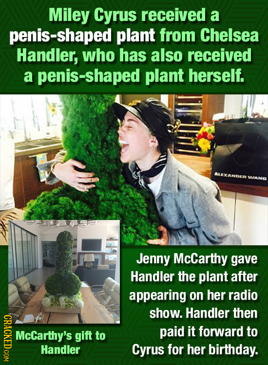 Miley Cyrus received a penis-shaped plant from Chelsea Handler, who has also received a penis-shaped plant herself. ALEXAMDER WANG Jenny McCarthy gave