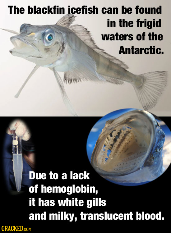 The blackfin icefish can be found in the frigid waters of the Antarctic. Due to a lack of hemoglobin, it has white gills and milky, translucent blood.