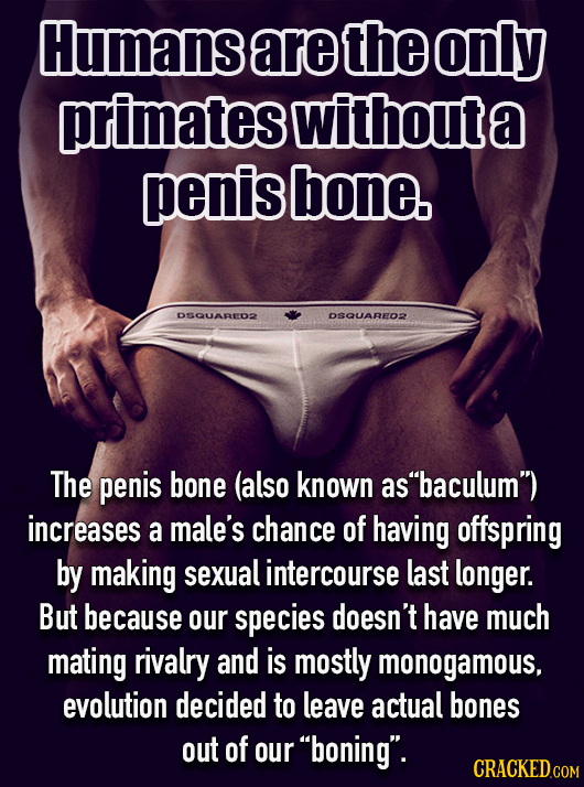 Humans are the only primates withoute a penis bone. DSQUARED2 DSQUARED2 The penis bone (also known as baculum) increases a male's chance of having o