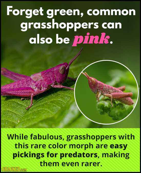 Forget green, common grasshoppers can also be pink. While fabulous, grasshoppers with this rare color morph are easy pickings for predators, making th