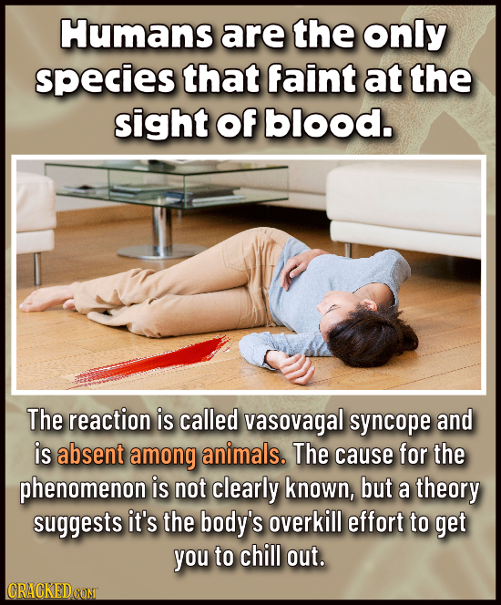 Humans are the only species that faint at the sight Of blood. The reaction is called vasovagal syncope and is absent among animals. The cause for the 