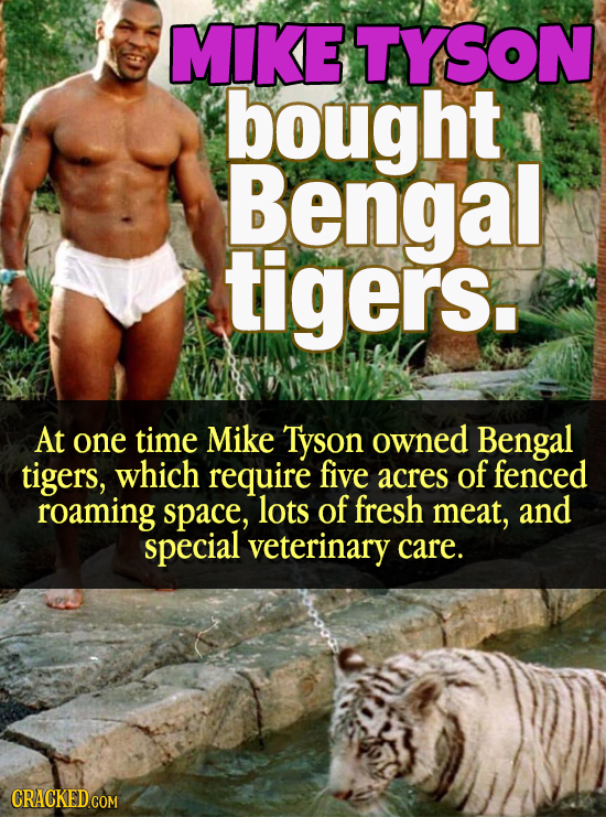 MIKETYSON bought Bengal tigers. At one time Mike Tyson owned Bengal tigers, which require five acres of fenced roaming space, lots of fresh meat, and 