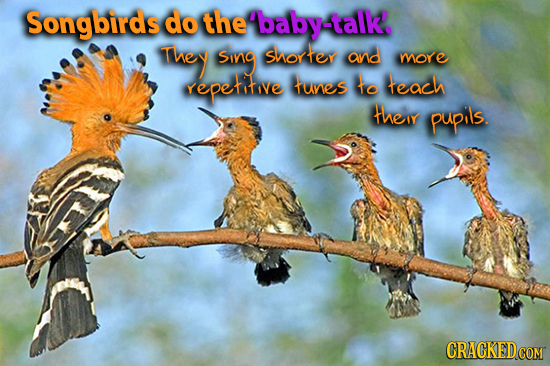 Songbirds do the baby-talk!. ThEY Sing Shorfey ana more repetotive funes to teach tTheIY pupils. CRACKEDcO