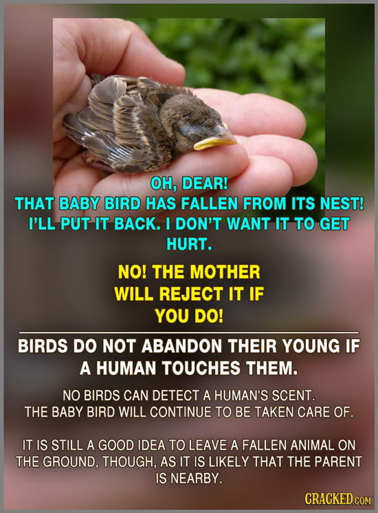 OH, DEAR! THAT BABY BIRD HAS FALLEN FROM ITS NEST! I'LL PUT IT BACK. I DON'T WANT IT TO GET HURT. NO! THE MOTHER WILL REJECT IT IF YOU DO! BIRDS DO NO