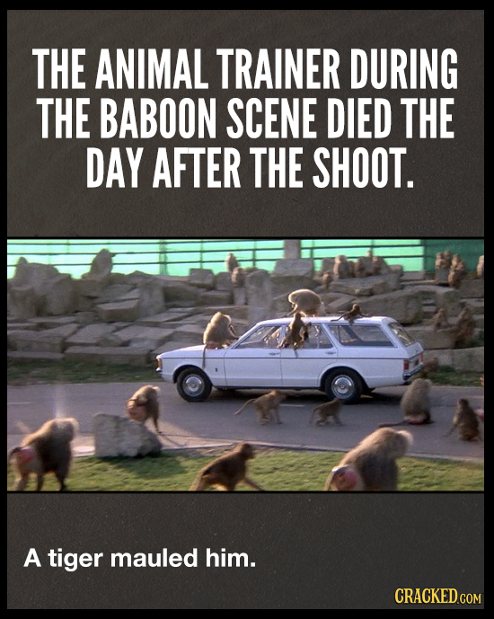 THE ANIMAL TRAINER DURING THE BABOON SCENE DIED THE DAY AFTER THE SHOOT. A tiger mauled him. CRACKED.COM