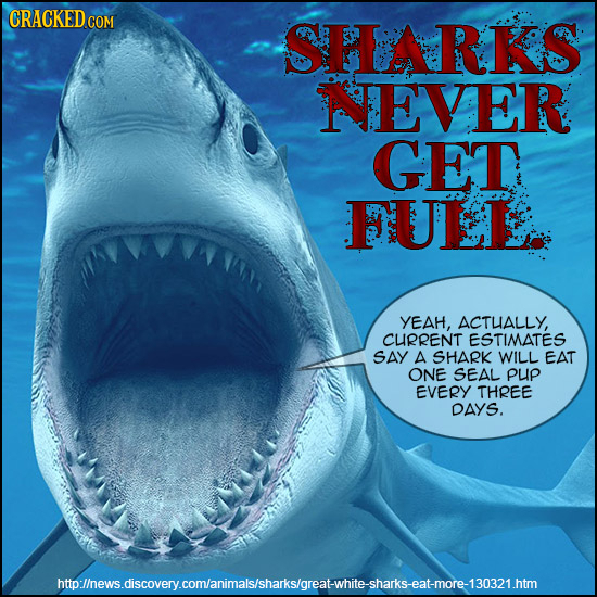 SHRKS NEVER GET FULL YEAH, ACTUALLY, CURRENT ESTIMATES SAY A SHARK WILL EAT ONE SEAL pup EVERY THREE DAYS. lhewsdscoveycomanimalsishaksoreawhieshatkse