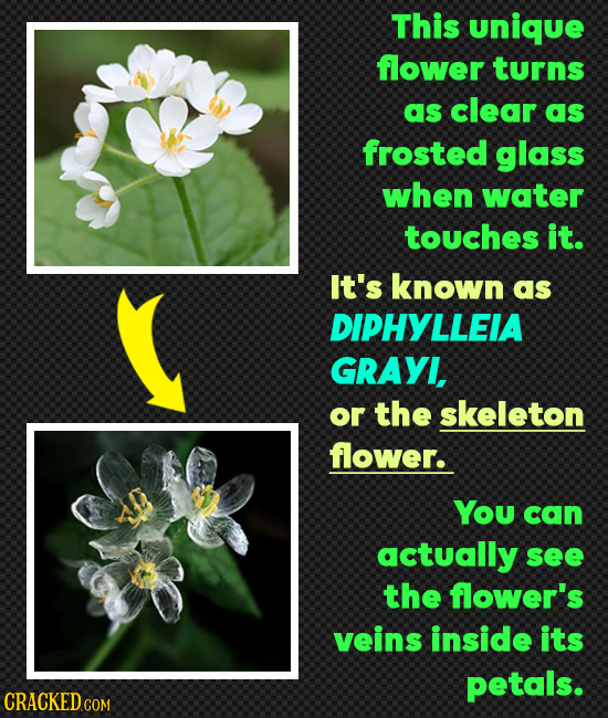 This unique flower turns as clear as frosted glass when water touches it. It's known as DIPHYLLEIA GRAYI, or the skeleton flower. You can actually see