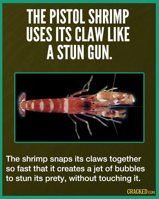 THE PISTOL SHRIMP USES ITS CLAW LIKE A STUN GUN. The shrimp snaps its claws together so fast that it creates a jet of bubbles to stun its prety, witho