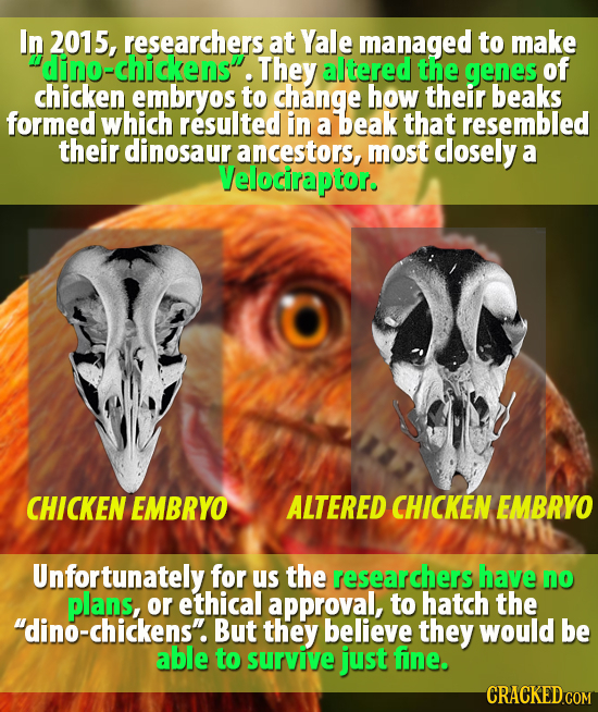 In 2015, researchers at Yale managed to make dino-chickensi. They altered the genes of chicken embryos to change how their beaks formed which resulted